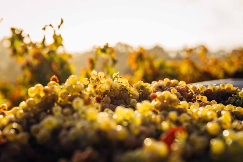 Uva per Fare il Vino - Tradizione Vinicola nei Ristoranti Cibò a Porto Cervo e Cefalù / Grapes for Winemaking - Vinicultural Tradition at Cibò Restaurants in Porto Cervo and Cefalù